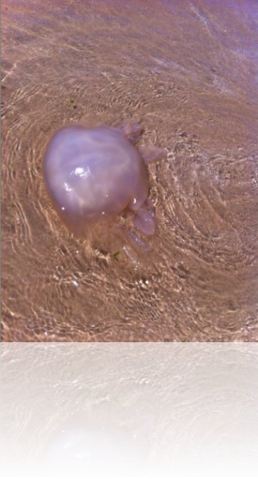 meduse