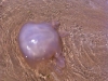 meduse